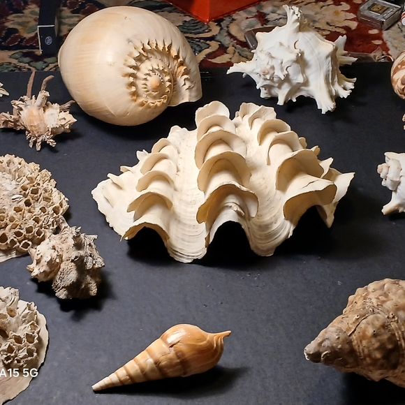 Iridescent Abalone Shell - Picture 2 of 15